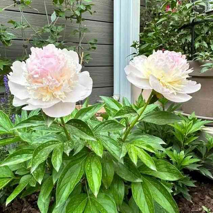 The Queen of Flowers?Peony Flower (Pack of 20)
